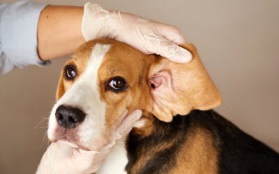 Ear Infections in Dogs: Causes, Symptoms, and Effective Solutions