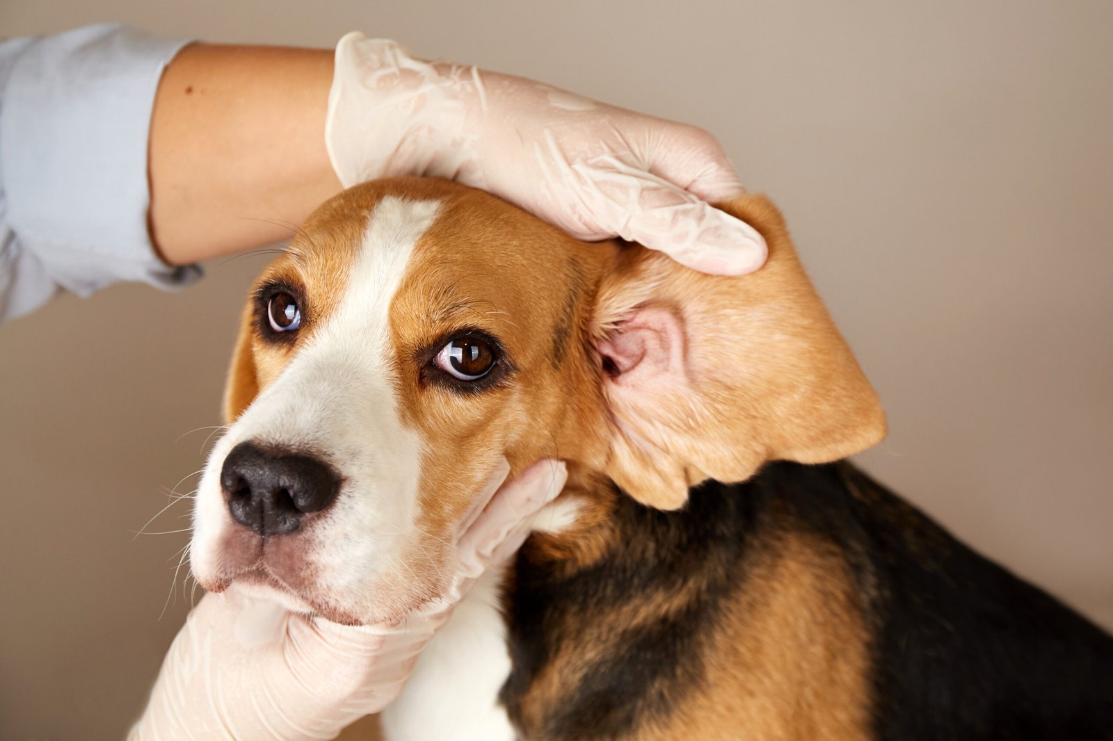 A veterinarian checks the ears of a beagle dog