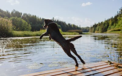 Blog post 2