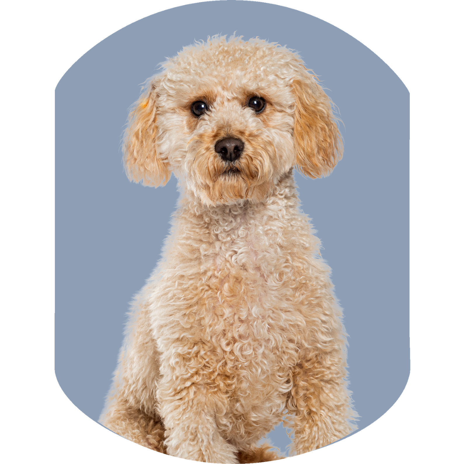 pet2