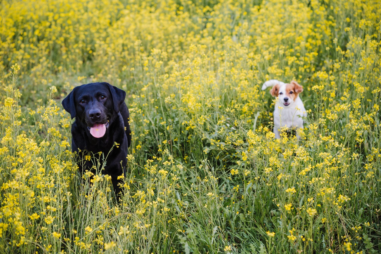 black labrador and jack russell dog outdoors in yellow flowers meadow background.Spring time, nature