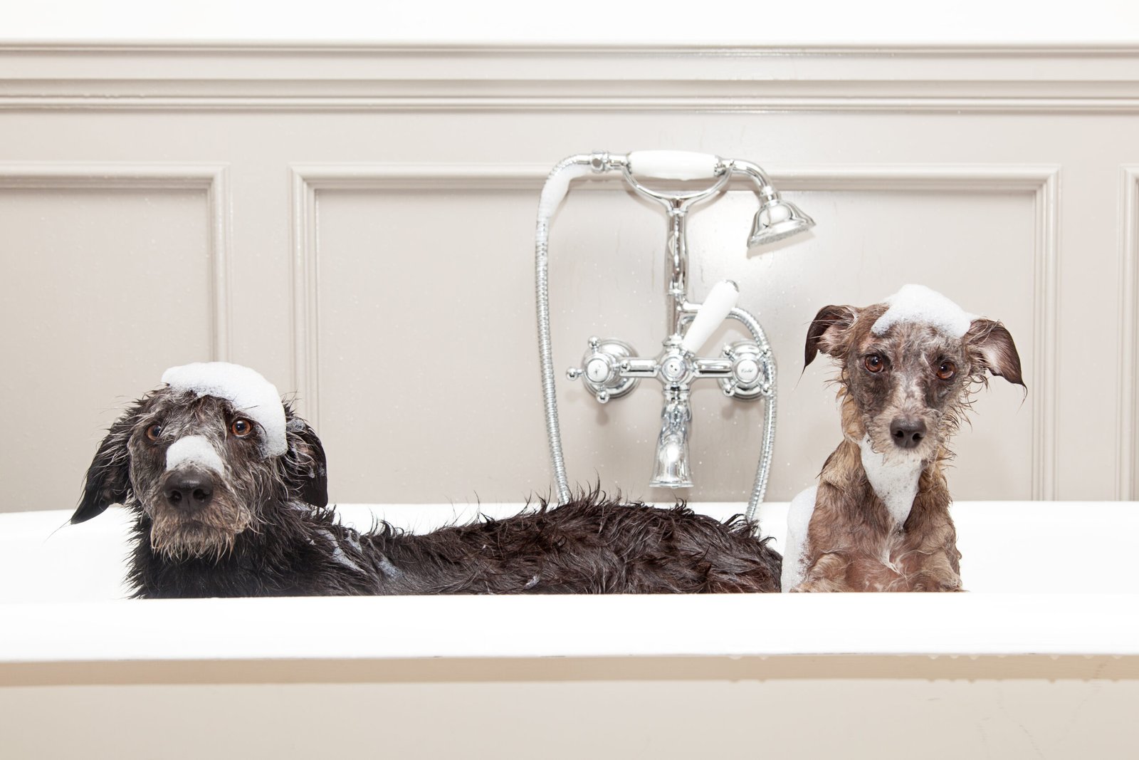 Two funny wet dogs in bathtub