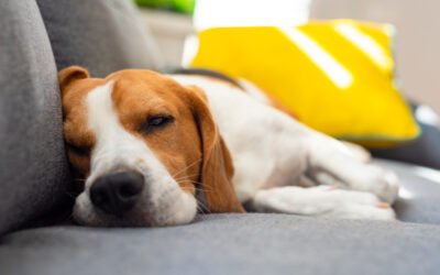 Allergies in Dogs: When the Immune System Goes Haywire