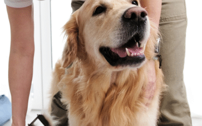 How to Keep Your Dog’s Coat Shiny and Tangle-Free: Brushing Tips