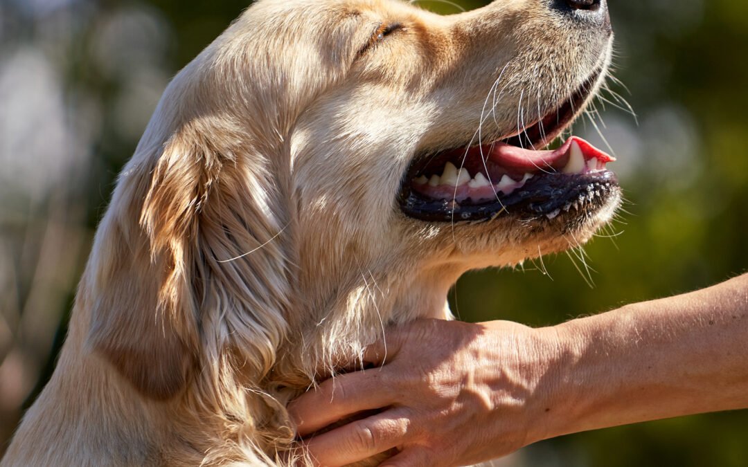 Hypoallergenic Shampoo for Dogs: Gentle Care with Wash Me Softly