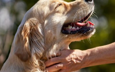 Hypoallergenic Shampoo for Dogs: Gentle Care with Wash Me Softly