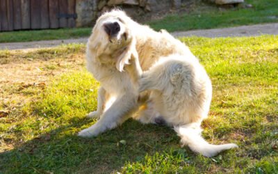 Say Goodbye to Dog Itching: Gentle Skin Relief with Be Gentle Conditioner by RUPY