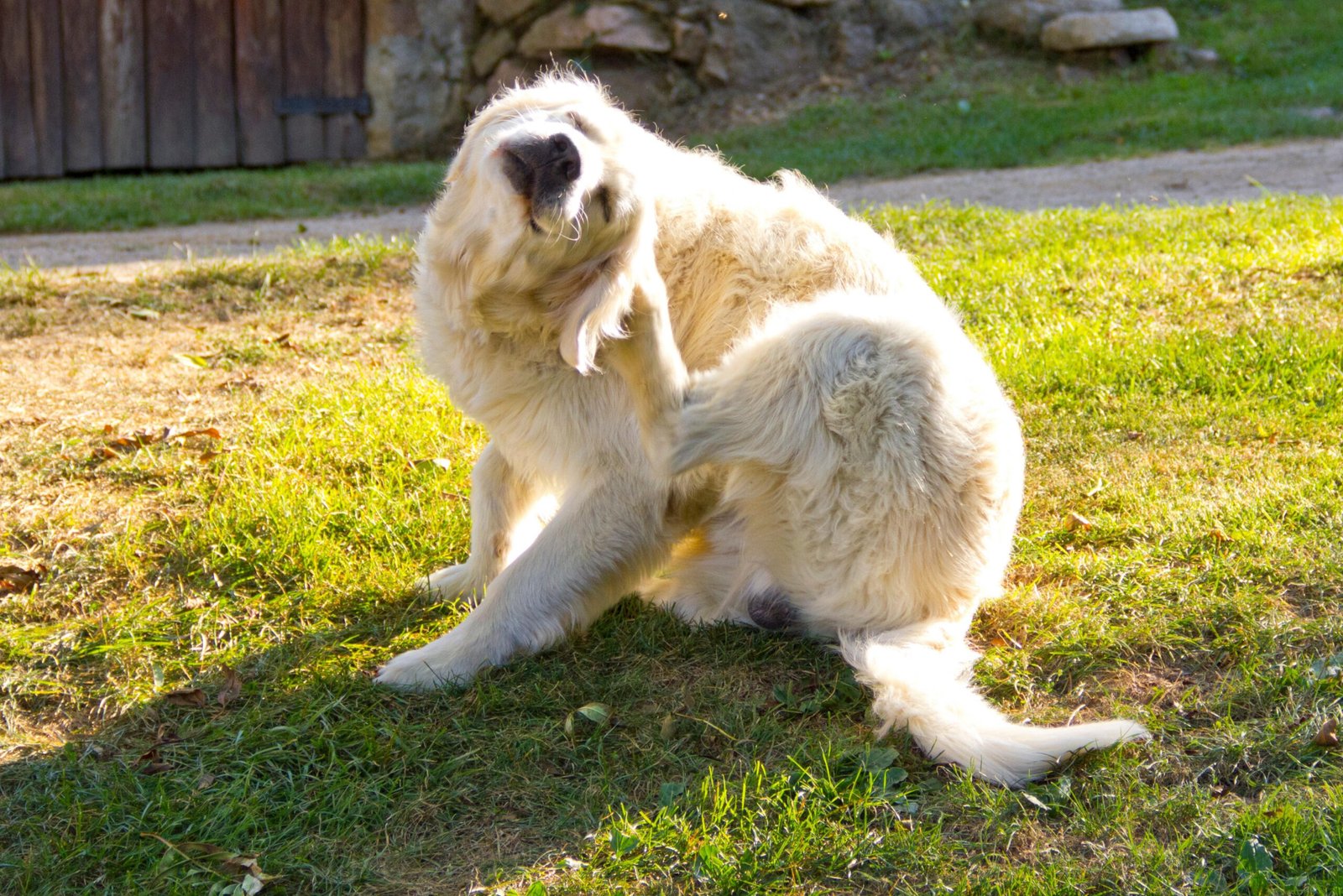 golden retriever dog, golden retriever puppy.
