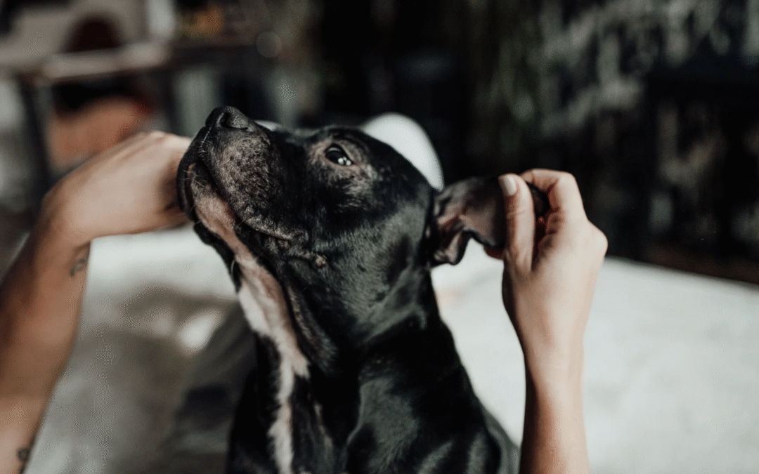 Clean Ears, Happy Dog: Why Ear Care is Essential