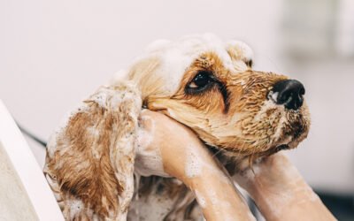 Dog Itching and Skin Irritation: When to Use a Gentle Cleanser