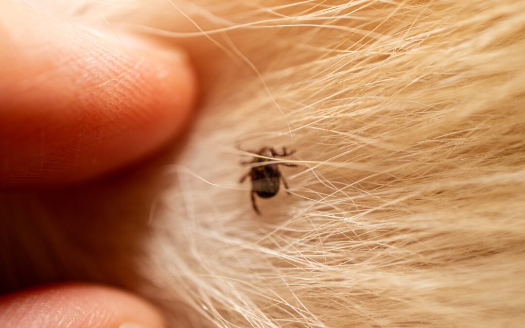 Tick Bites in Dogs: Natural Protection and Proper Response with RUPY