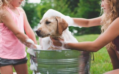 Best Detox Shampoo for Dogs – Gentle & Organic by RUPY