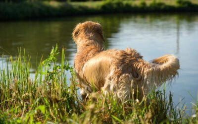 Dog Skin & Coat: How Essential Fatty Acids Support Coat Change