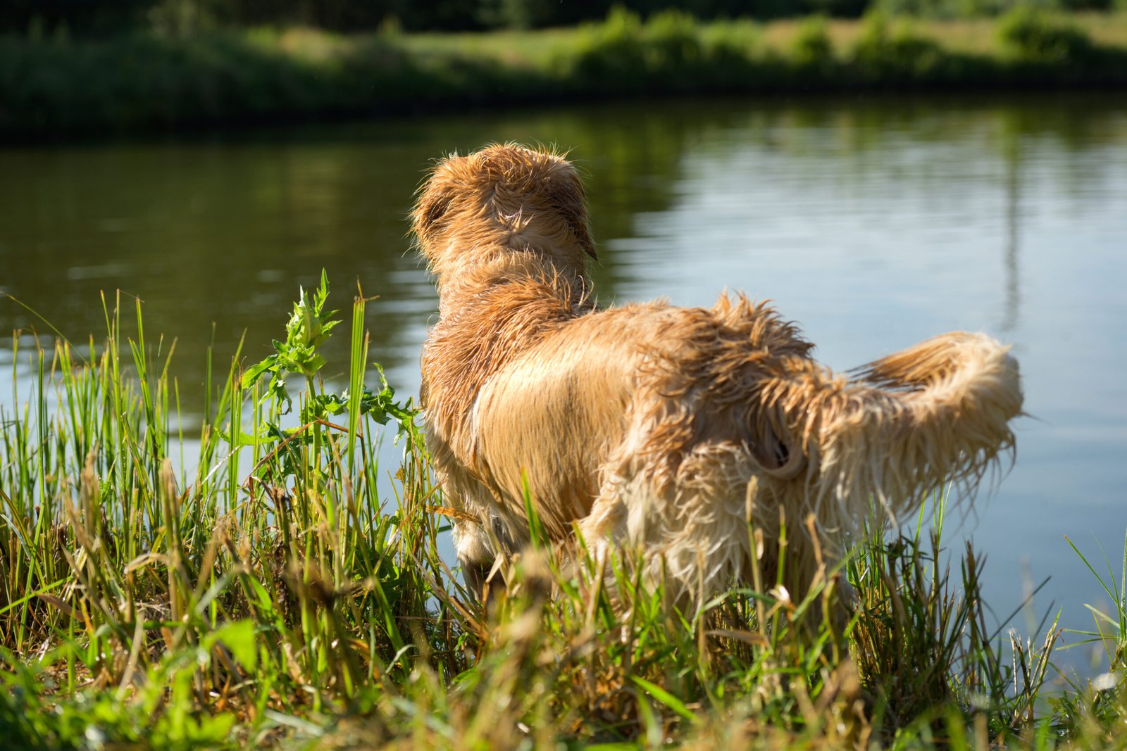 Wet Golden Retriever Sitting And Drying Fur