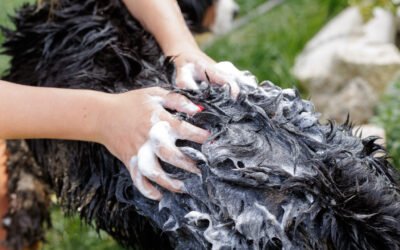 Dog Shampoo Without Sulfates and Chemicals: What Really Matters About Natural and Organic Shampoos